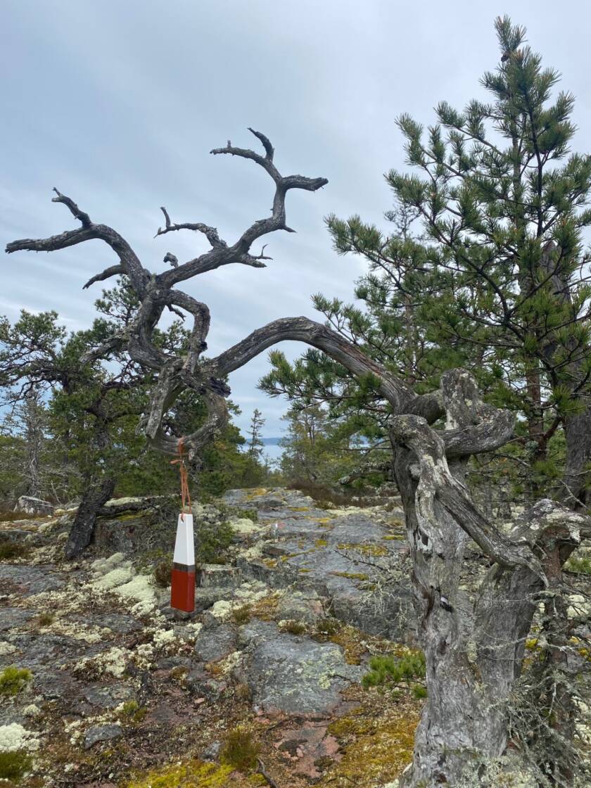 Merimaisema ja opasmerkki Lemlandin luontopolulla